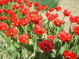 Mikor újratelepítési tulipán, anyja puskát