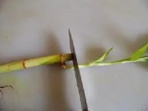 Cserepes bambusz - különösen a termesztés hazai és a megfelelő ellátás (dracaena bambusz otthoni gondozást) Cserepes bambusz - különösen a termesztés hazai és a megfelelő ellátás