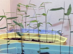 Cserepes bambusz - különösen a termesztés hazai és a megfelelő ellátás (közvetlen napfény) Cserepes bambusz - különösen a termesztés hazai és a megfelelő ellátás