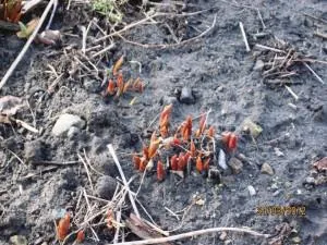 Amikor átültetést tavasszal és ősszel tulipán, virágos növény transzplantáció, lépésről lépésre (transzplantációs) Amikor átültetést tavasszal és ősszel tulipán, virágos növény transzplantáció, lépésről lépésre