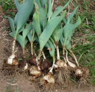 Mikor újratelepítési tulipán az egyik helyről a másikra a virágzás után tavasszal vagy ősszel (tulipán) Mikor újratelepítési tulipán az egyik helyről a másikra a virágzás után tavasszal vagy ősszel