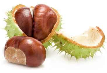 Chestnut - hasznos és káros tulajdonságait gesztenye (gesztenye tulajdonságok) Chestnut - hasznos és káros tulajdonságait gesztenye