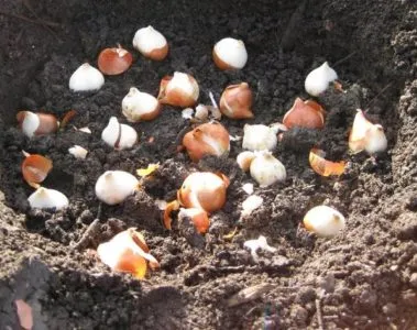Mikor újratelepítési tulipán az egyik helyről a másikra a virágzás után tavasszal vagy ősszel (hely) Mikor újratelepítési tulipán az egyik helyről a másikra a virágzás után tavasszal vagy ősszel