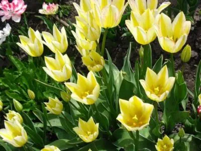 Mikor újratelepítési tulipán az egyik helyről a másikra a virágzás után tavasszal vagy ősszel (utána) Mikor újratelepítési tulipán az egyik helyről a másikra a virágzás után tavasszal vagy ősszel