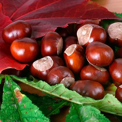 Chestnut hasznos tulajdonságok és az alkalmazás (Utility) Gesztenye hasznos tulajdonságai és alkalmazásai