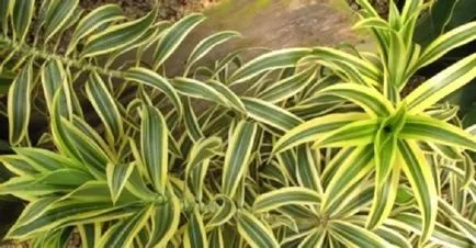 Cserepes bambusz - különösen a termesztés hazai és a megfelelő ellátás (dracaena bambusz otthoni gondozást) Cserepes bambusz - különösen a termesztés hazai és a megfelelő ellátás