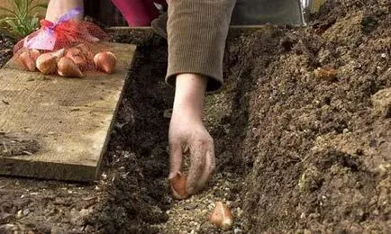 Amikor ültetett tulipán termesztés titkok (ültetett tulipán, amikor a növény tulipán ősszel, amikor szükség van a növény tulipán) Amikor ültetett tulipánok növekvő titok