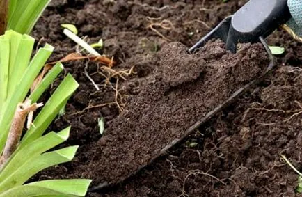 Amikor ez a legjobb a transzplantáció tulipán a tavaszi és őszi