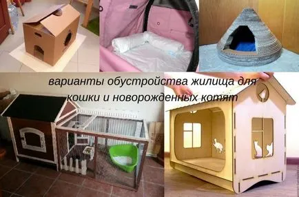 A macska szült kiscicák, hogy a következő teendő hosts
