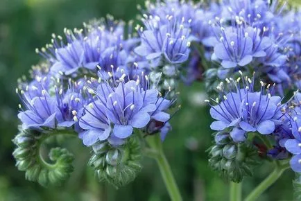 Mikor kell vetni zöldtrágya Phacelia nyílt terepen tippeket és részletek (ingyenes) Mikor kell vetni zöldtrágya Phacelia nyílt terepen tippeket és részletek