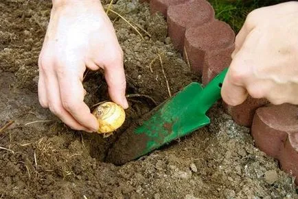 Mikor és hogyan kell ültetni tulipán alapvető szabályok és hibák (ültetés) Mikor és hogyan kell ültetni tulipán alapvető szabályok és hibák