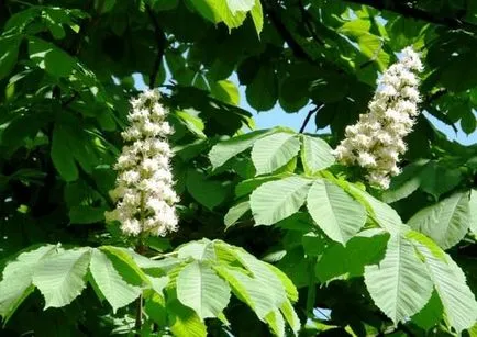 Chestnut hasznos tulajdonságokat és ellenjavallatok