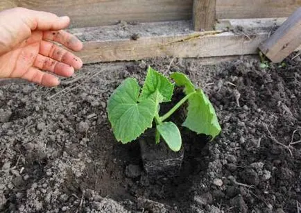 Amikor a telepítés palánták uborka a kiválasztás, a kezelés, a vetőmagvak uborka palántákat