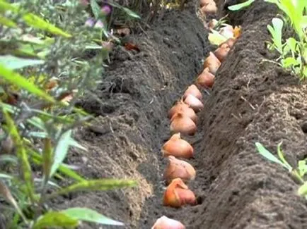 Amikor átültetést tavasszal és ősszel tulipán, virágos növény transzplantáció, lépésről lépésre (transzplantációs) Amikor átültetést tavasszal és ősszel tulipán, virágos növény transzplantáció, lépésről lépésre