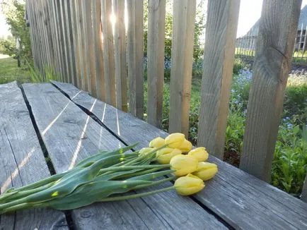 Mikor újratelepítési tulipán, anyja puskát