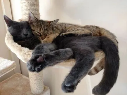 Cat mozgásaival álmában, van-e ok az aggodalomra