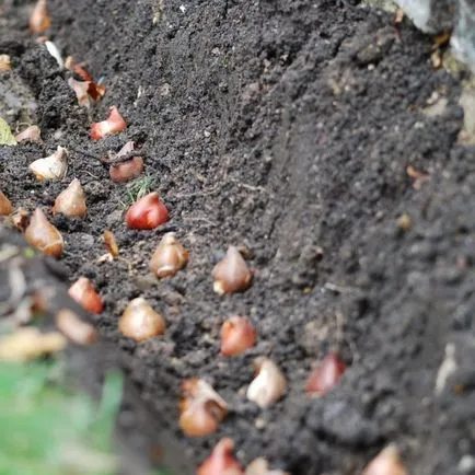 Amikor a növény, és kiássák a tulipán hagymákat tavasszal és ősszel (növény) Amikor a növény tulipán hagymákat, és ásni a tavaszi és őszi