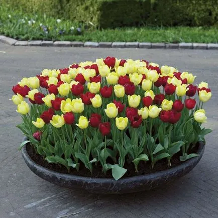 Amikor a növény, és kiássák a tulipán hagymákat tavasszal és ősszel (tulipán) Amikor a növény tulipán hagymákat, és ásni a tavaszi és őszi