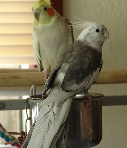 Etetés cockatiel papagáj