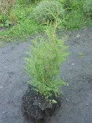 Vásárlás tuja