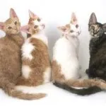 Tiger macska fajta, macska, mint egy tigris, minden a fajta, az ár, a betegség, a gondozás és etetés, kotizm (cat) Tiger macska fajta, macska, mint egy tigris, minden a fajta, az ár, a betegség, a gondozás és etetés, kotizm