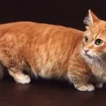 Tiger macska fajta, macska, mint egy tigris, minden a fajta, az ár, a betegség, a gondozás és etetés, kotizm (Tiger) Tiger macska fajta, macska, mint egy tigris, minden a fajta, az ár, a betegség, a gondozás és etetés, kotizm