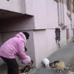 Macskák a pincében egy bérház video utasítást ellátás a kezüket, hogyan kell csalogatni,