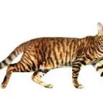 Tiger macska fajta, macska, mint egy tigris, minden a fajta, az ár, a betegség, a gondozás és etetés, kotizm (cat) Tiger macska fajta, macska, mint egy tigris, minden a fajta, az ár, a betegség, a gondozás és etetés, kotizm