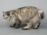 Kurilskiy bobtail leírása és jellemzői a kőzetek (rock) Kuril Bobtail leírása és jellemző a fajta