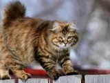 Kurilskiy bobtail leírása és jellemzői a kőzetek (rock) Kuril Bobtail leírása és jellemző a fajta