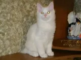 Kurilskiy bobtail leírása és jellemzői kőzetek (kurilian) Kuril Bobtail leírása és jellemző a fajta