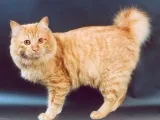 Kurilskiy bobtail leírása és jellemzői a kőzetek (rock) Kuril Bobtail leírása és jellemző a fajta