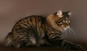 Kurilskiy bobtail leírása és jellemzői a kőzetek (rock) Kuril Bobtail leírása és jellemző a fajta