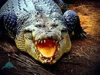 Crocodile ellen cápa