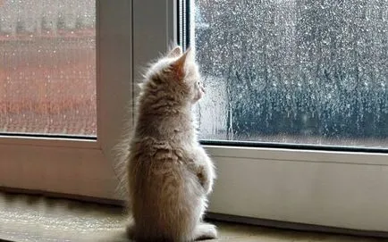 Macskák az ablak (31 fotó) (cat) Macskák az ablak (31 fotó)