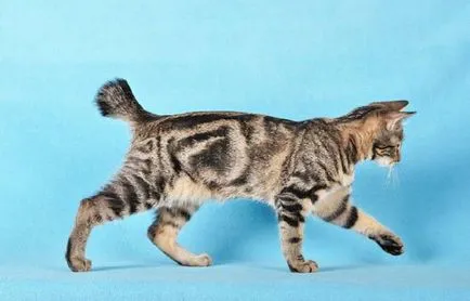 Kuril Bobtail fotó, ár, fajta leírás, karakter, videó, óvodák - murkote macskákról és