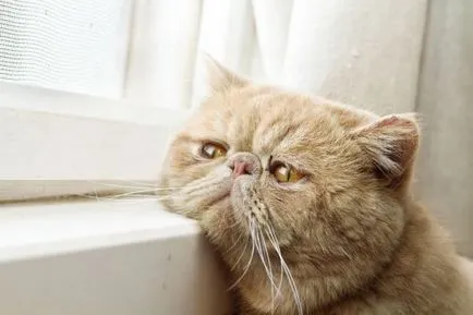 Macskák az ablak (31 fotó) (cat) Macskák az ablak (31 fotó)