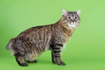 Kuril Bobtail fotó, ár, fajta leírás, karakter, videó, óvodák - murkote macskákról és