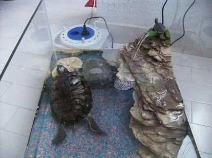 Krasnouhie teknős különös gonddal otthon