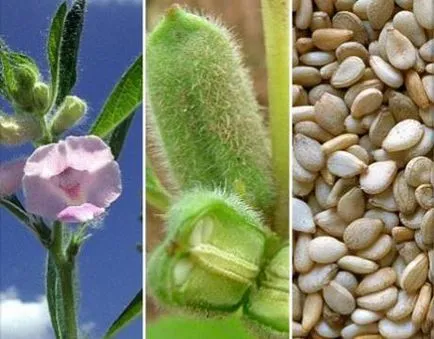 Sesame - hasznos tulajdonságok és ellenjavallatok (ellenjavallat) Sesame - hasznos tulajdonságokat és ellenjavallatok