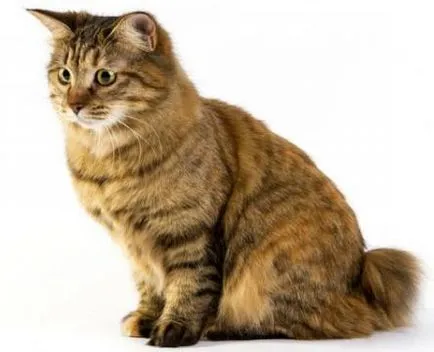 Kurilskiy bobtail leírása és jellemzői a kőzetek (rock) Kuril Bobtail leírása és jellemző a fajta