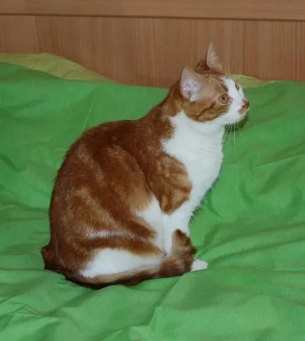 Cat megnyalja az arcát a gazda, gyömbér macska (tulajdonos) Cat megnyalja az arcát a gazda vörös macska