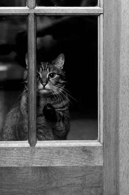 Macskák az ablak (31 fotó) (cat) Macskák az ablak (31 fotó)