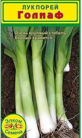 Póréhagyma - ültetés palánták magokból