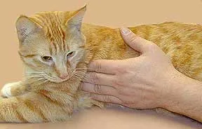 Lymphadenitis macskák