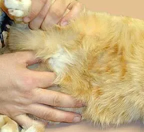 Lymphadenitis macskák