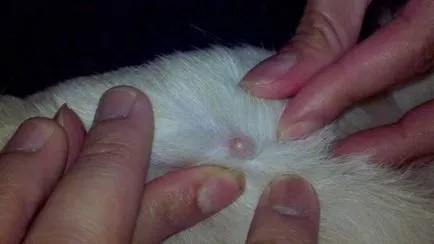 Lipoma diagnózisa és kezelése a kutya wen (lipoma) Lipoma diagnózisa és kezelése a kutya Wen