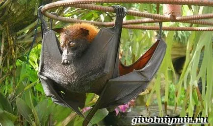 Fly kutyája