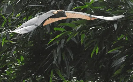 Flying fox (bat kutya - Krylgan)