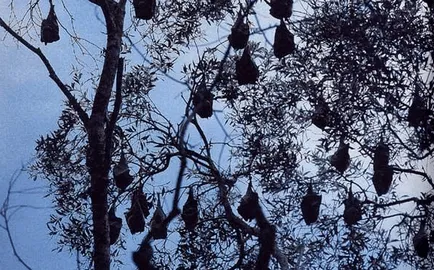 Flying fox (bat kutya - Krylgan)